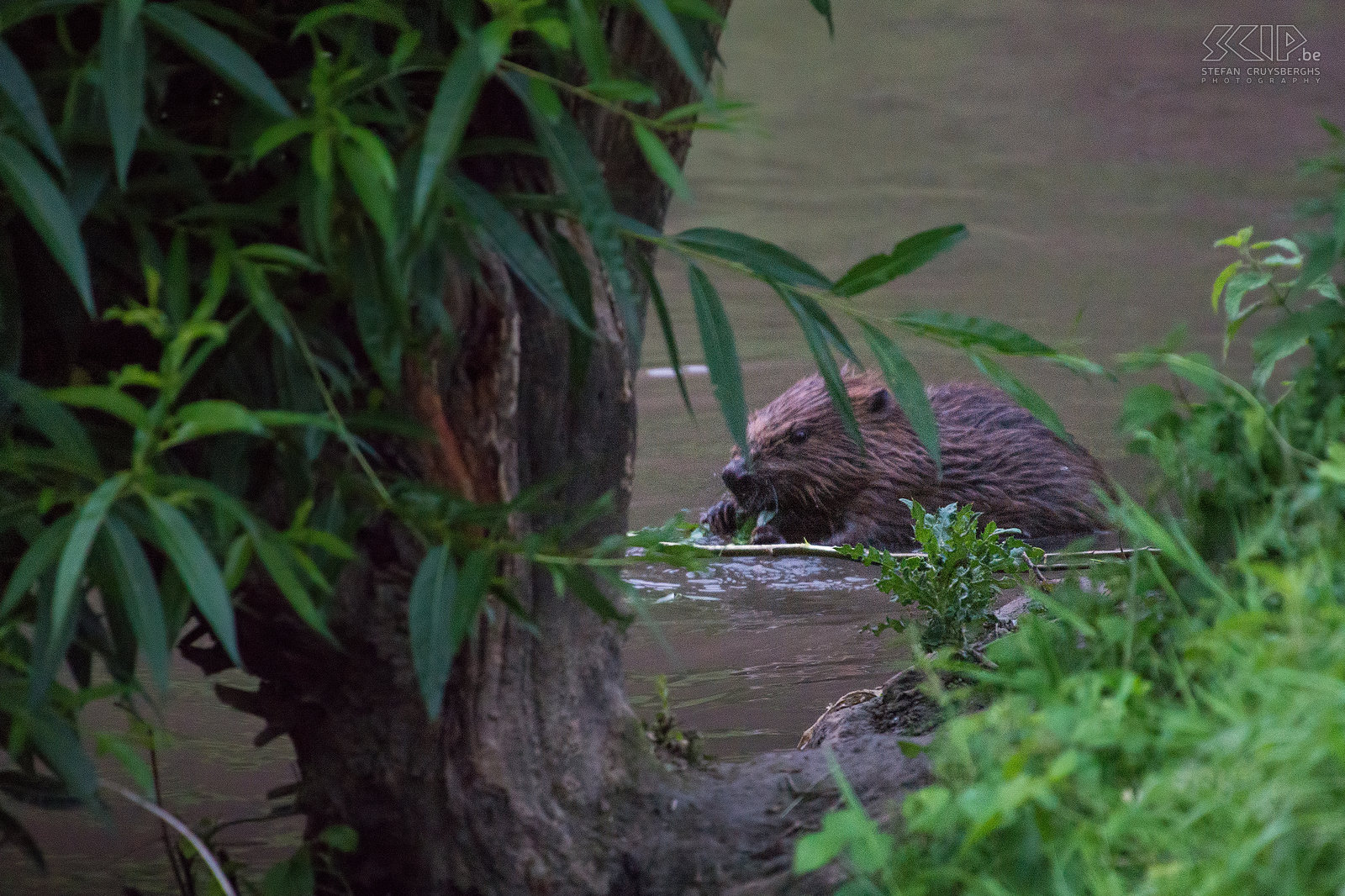 Beavers of Leuven In June a beaver family of four animals housed in the Dyle river near the Begijnhof in the center of city of Leuven. The beaver (castor fiber) is the largest rodent in Europe and is now back in Belgium in some places. Beavers are nocturnal and generally very shy. But these beavers showed up at dusk and were not disturbed by the many people who where watching them dragging and eating branches. In early July however they were chased. Stefan Cruysberghs